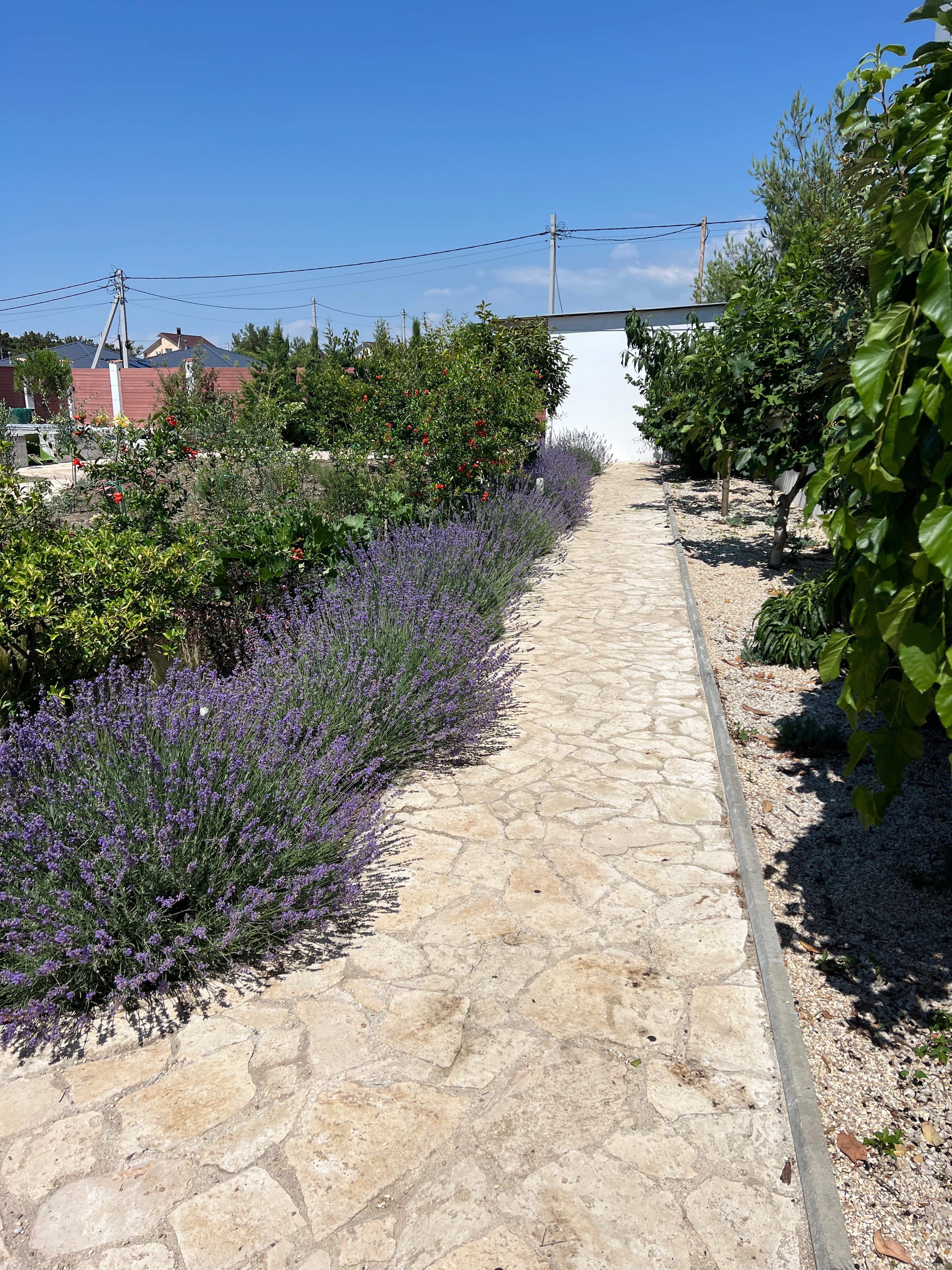 Лаванда отлично выделяет садовые дорожки