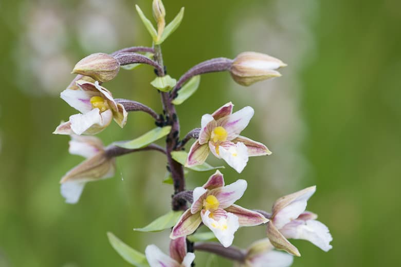 Дремлик болотный(болотный геллеборин)