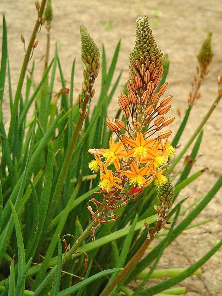 Bulbine frutescens (Оранжевый бульбин)