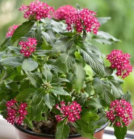Пентас ланцетный (Pentas ianceolata)