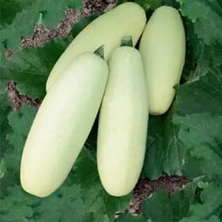 Кабачок белоплодный