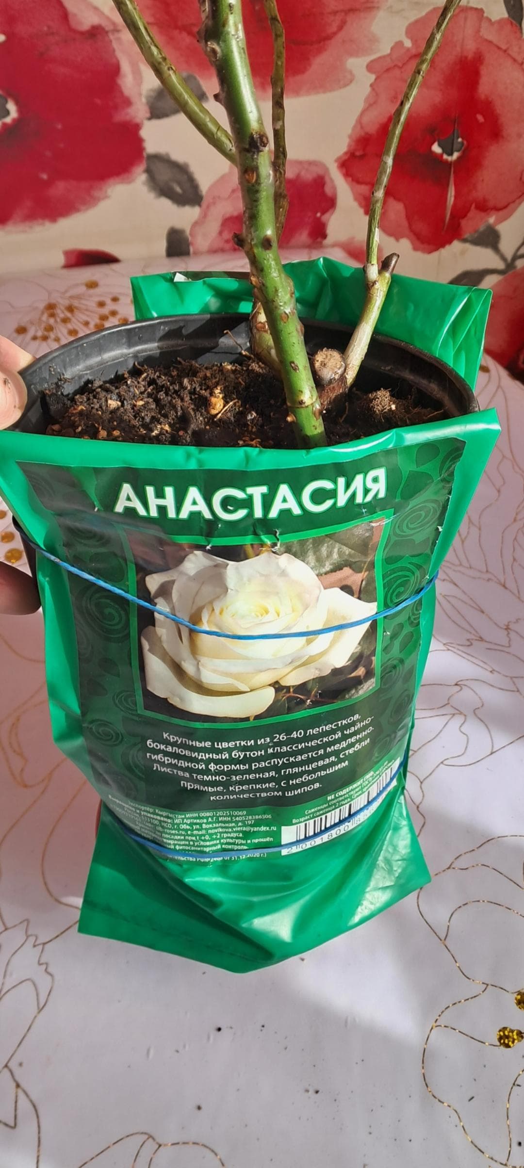 Роза Анастасия