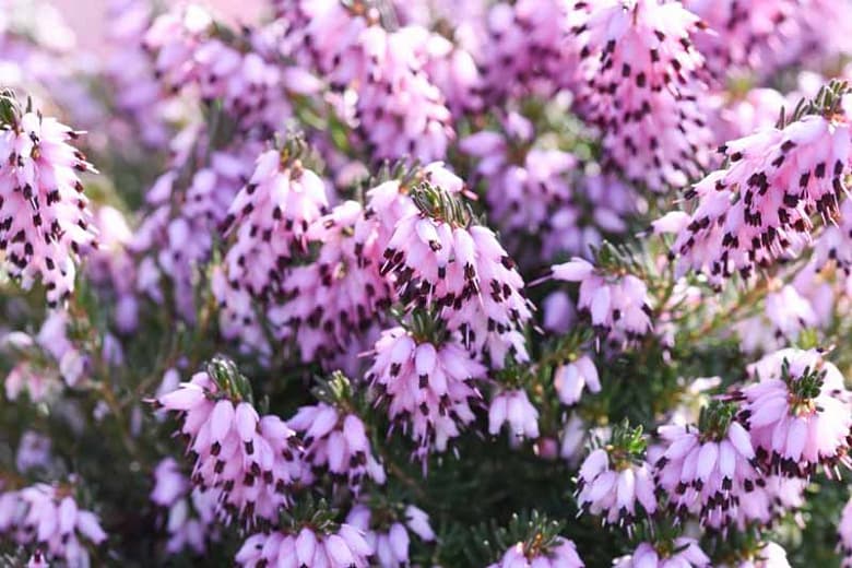 Erica x darleyensis 'Furzey' (Зимняя пустошь)