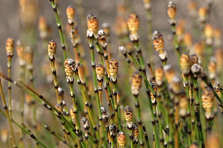 Equisetum scirpoides (Карликовый чистящий камыш)