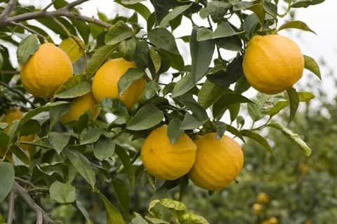 Бергамот Кастаньяро