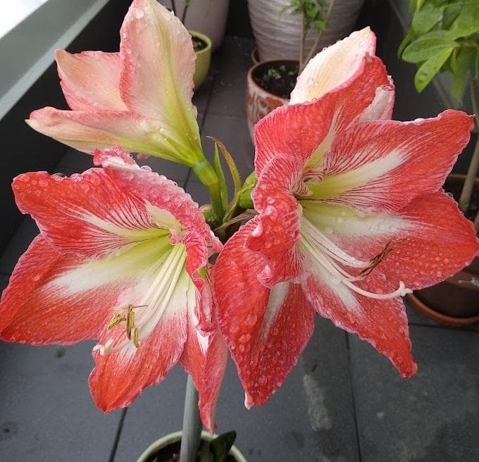 Гиппеаструм Mega Star (лат. Hippeastrum)