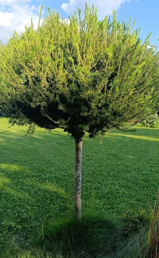 Необычное хвойное дерево, которое сбрасывает хвою на зиму