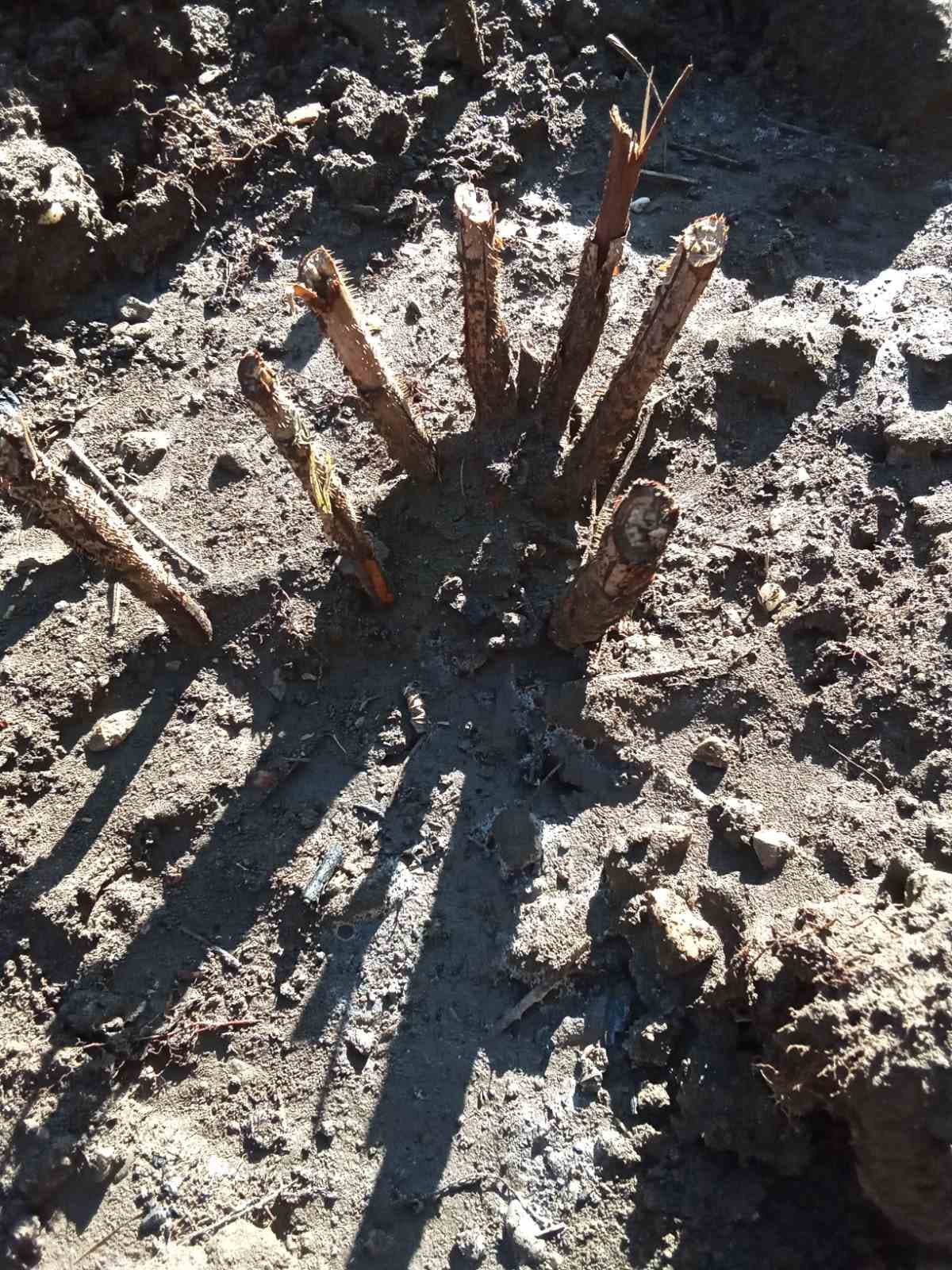 Подготовка одного из сортов малины к зимовке.