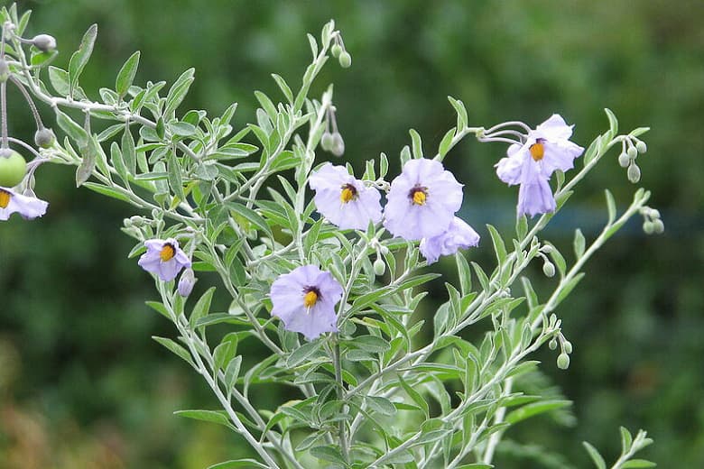 Solanum umbelliferum (паслен сизый)