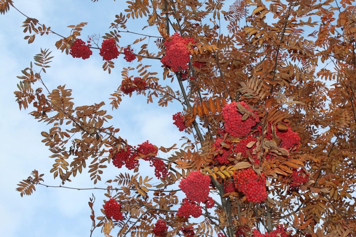 Рябина обыкновенная (Sorbus aucuparia)