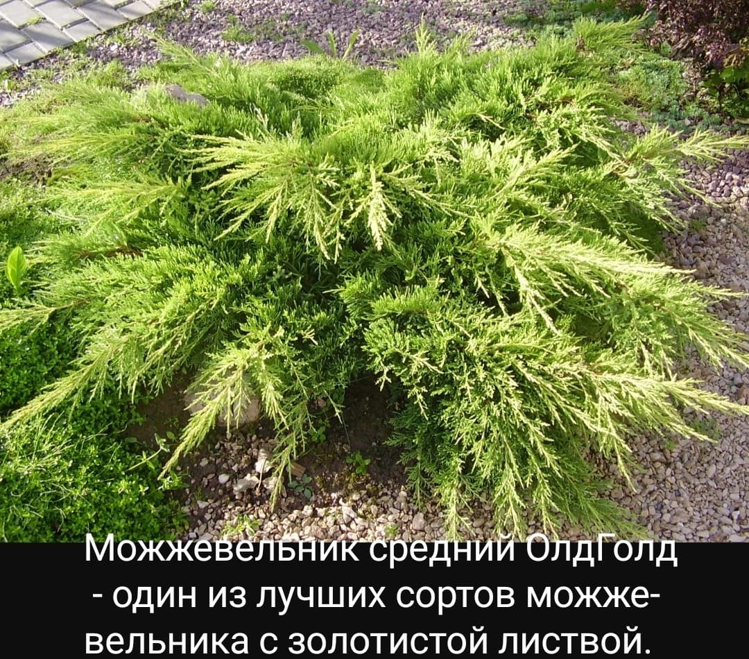 Можжевельник Олд голд, следим за развитием и ростом.