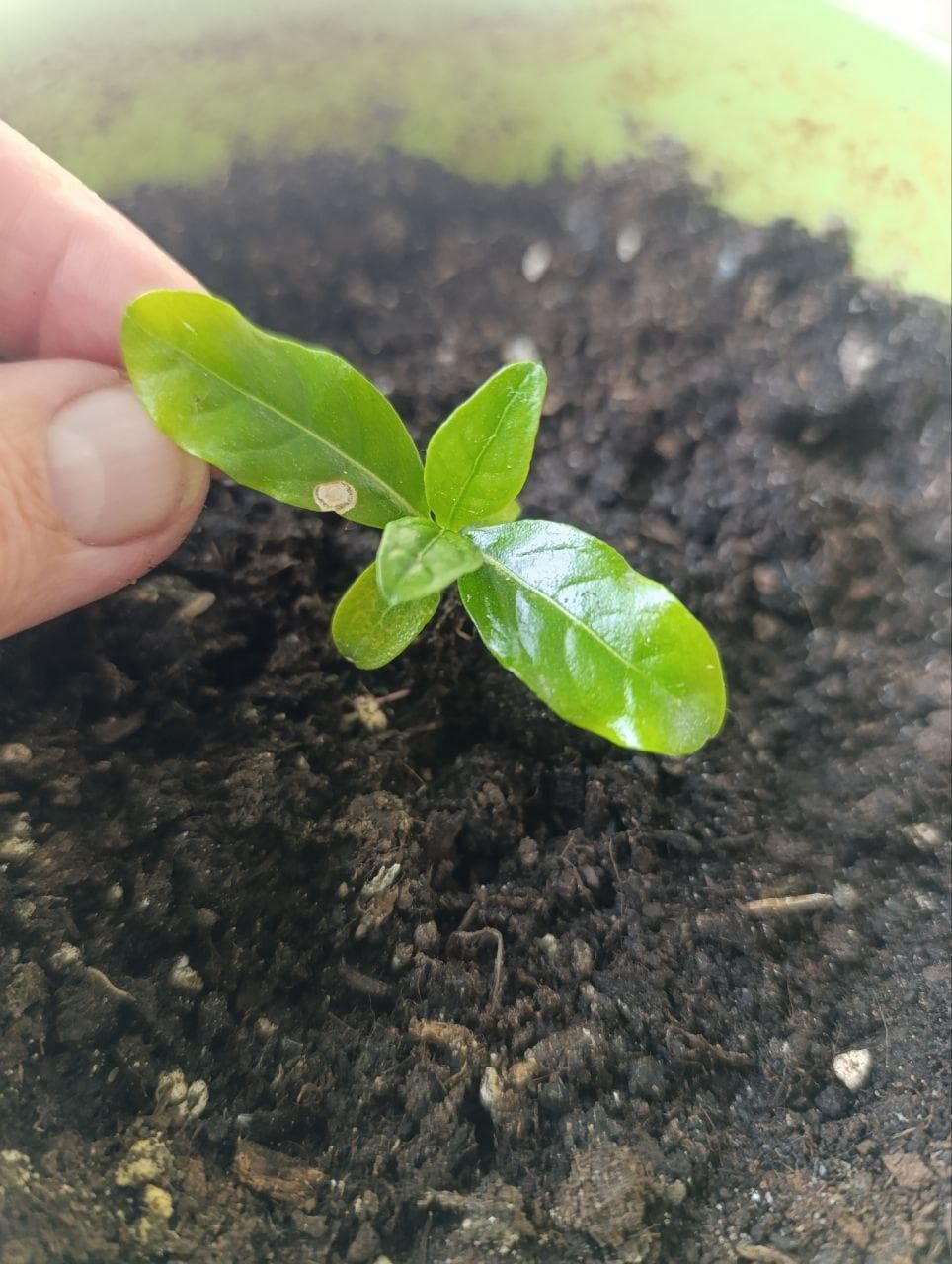 Моринда цитрусолистная (лат. Morinda citrifolia)