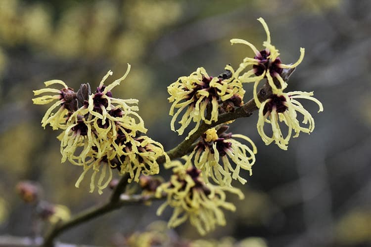 Hamamelis x intermedia 'Primavera'