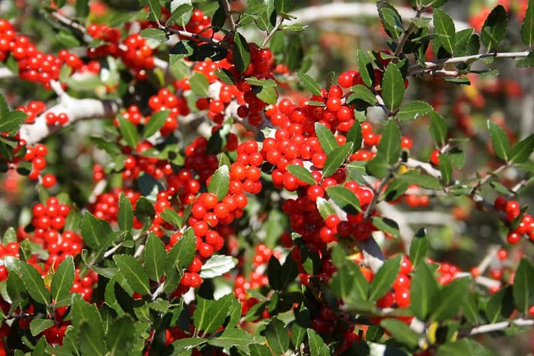 Ilex vomitoria (Япон)