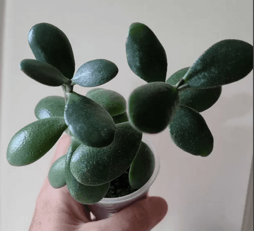 Крассула древовидная, или толстянка ((лат. Crássula)