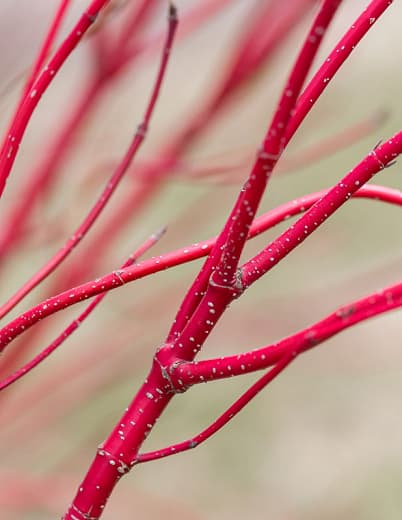 Cornus alba Baton Rouge (Татарский кизил)