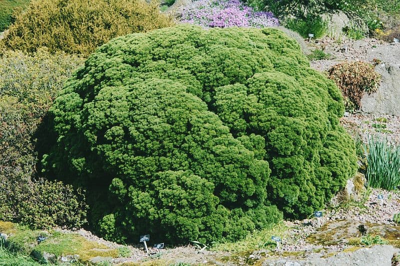 Хебе кипарисовидная "Boughton Dome"