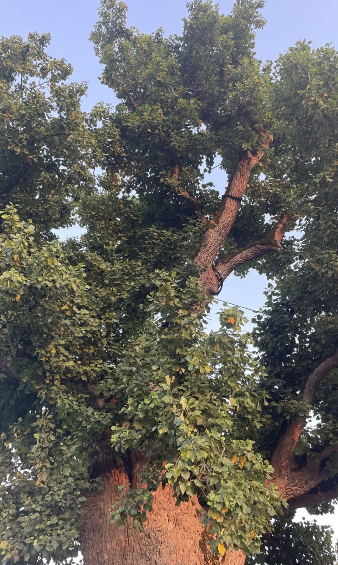 Знаменитое тюльпановое дерево, которому более 250лет.