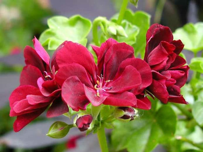Pelargonium peltatum (Герань плюща)