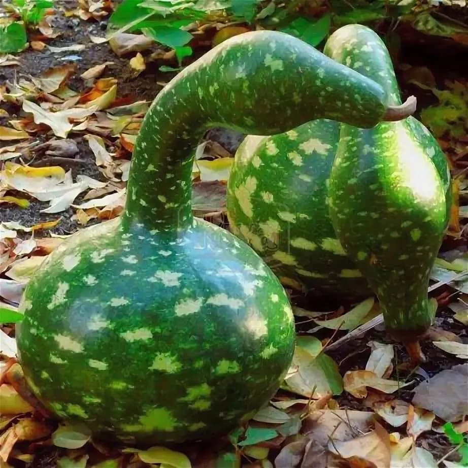 Лагенария сорт "Кобра"
