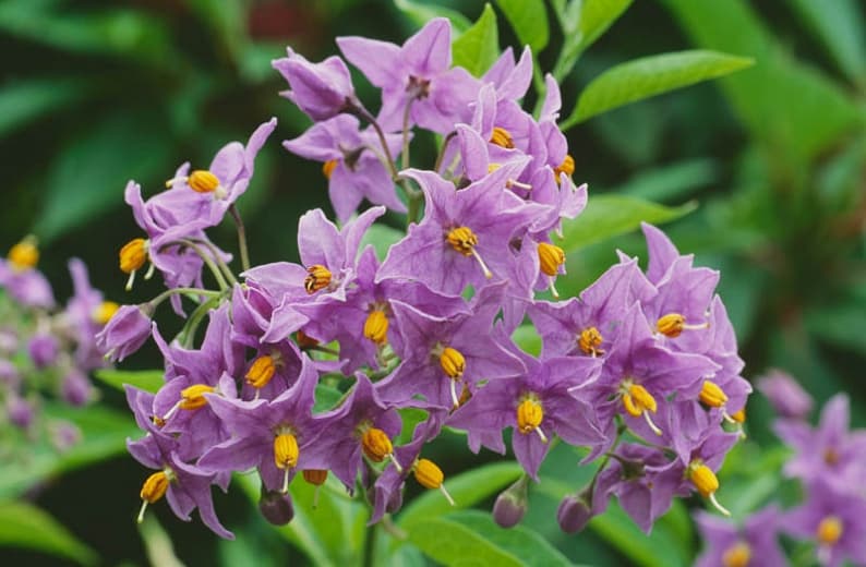 Solanum crispum 'Glasnevin' (Чилийский картофельный куст)