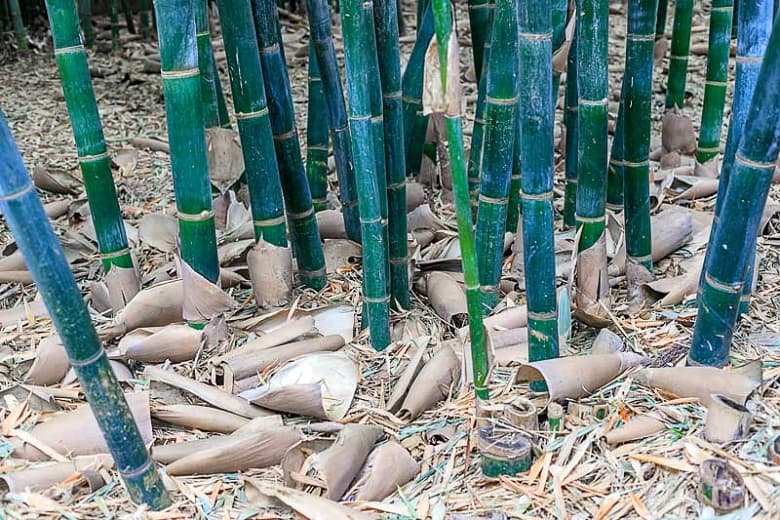 Phyllostachys glauca (Живой бамбук)