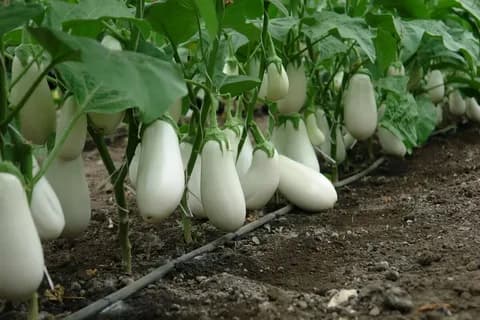 Баклажаны белоплодные