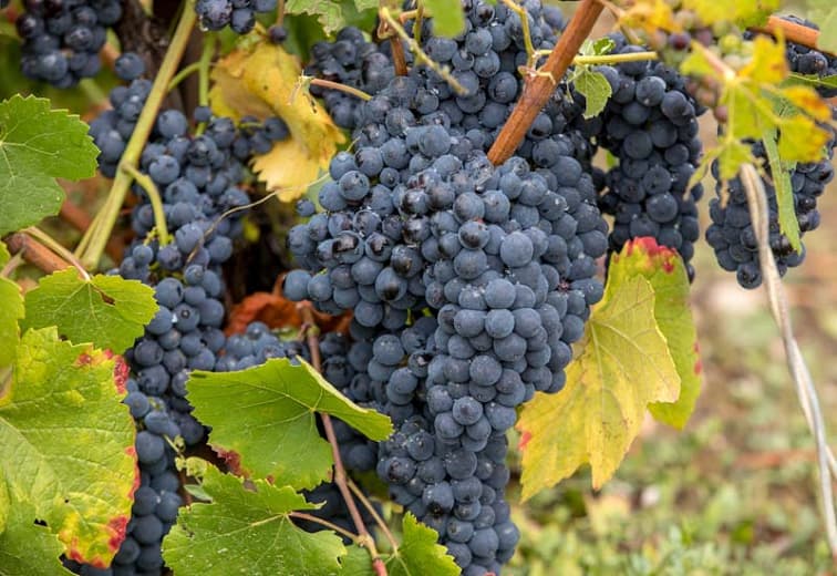 Виноградная лоза vinifera 'Pinot Meunier' (Виноградная лоза)