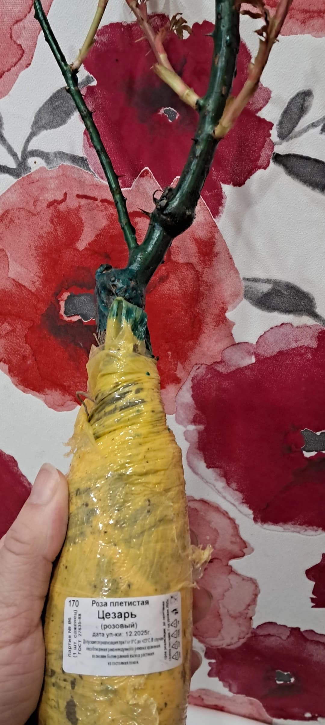 Посадка розочки Цезарь.