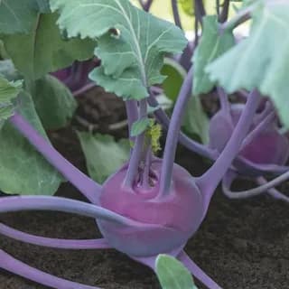 Капуста кольраби среднеспелая
