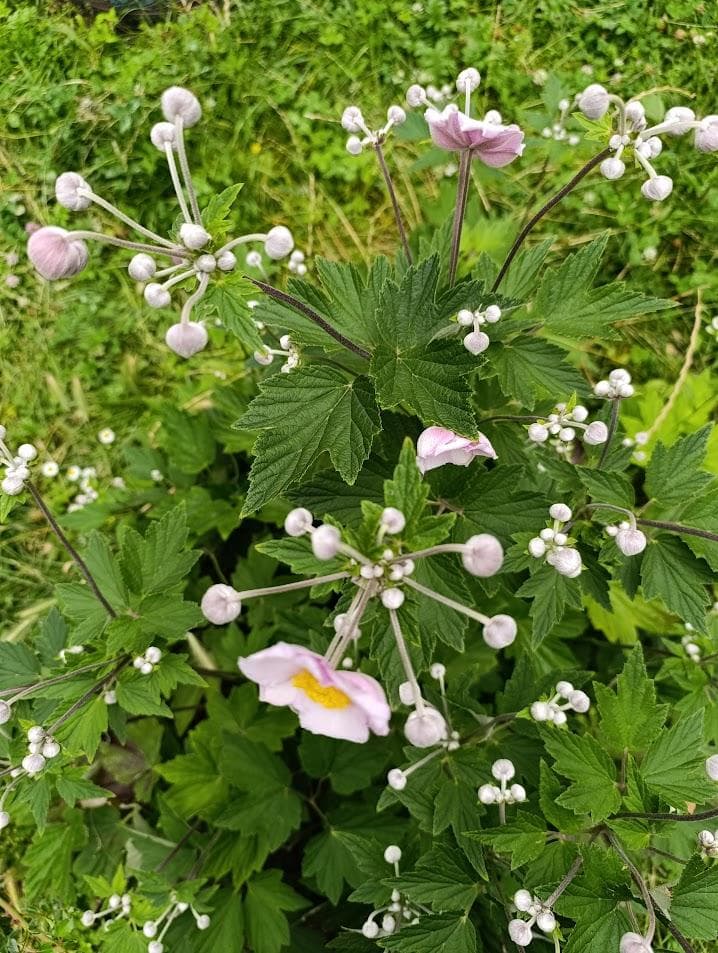 Анемона японская гибридная Richard Ahrens (Anemone Japonica-Hybride 'Richard Ahrens' )
