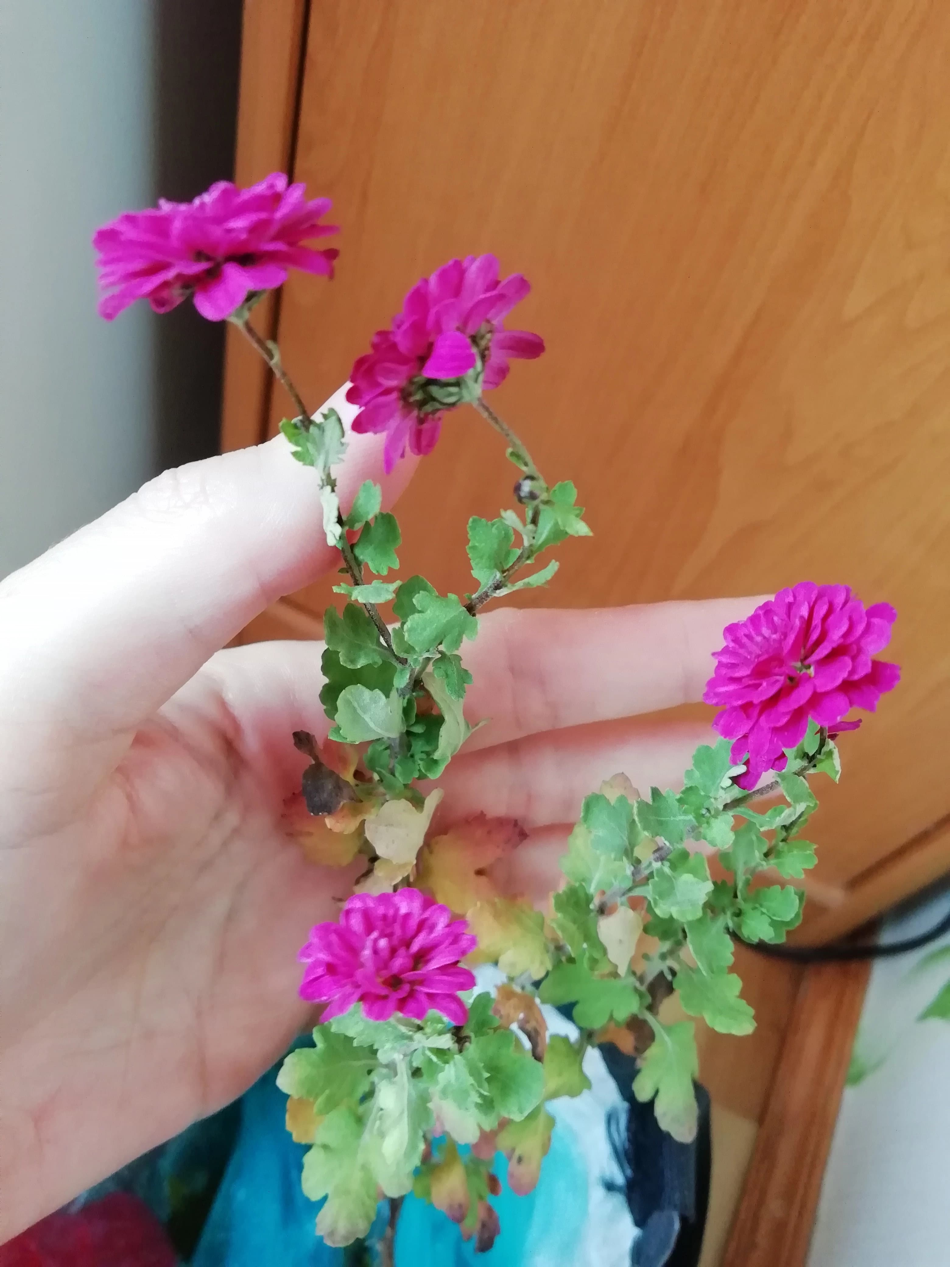 Новое место для кустика дубков.
