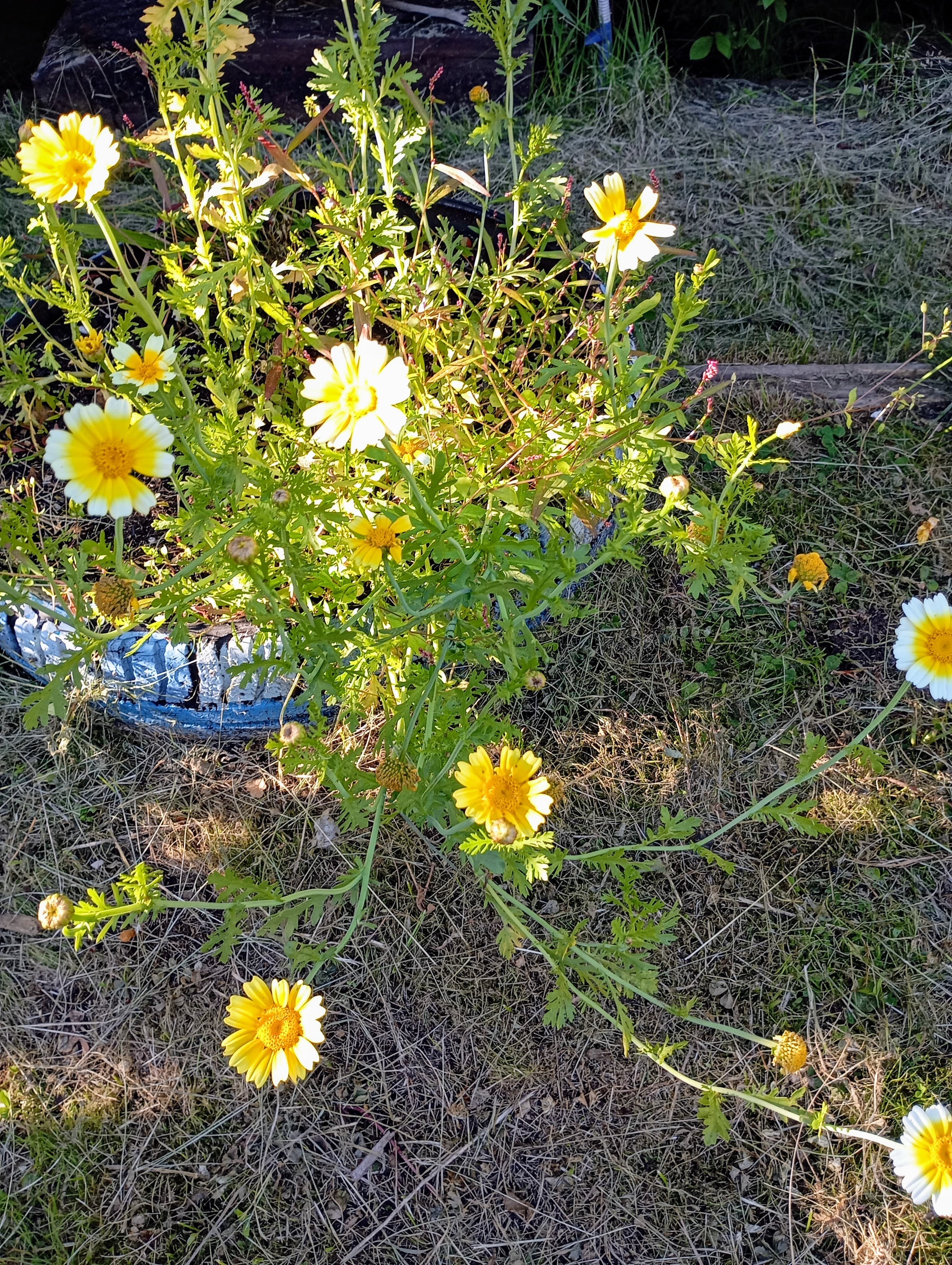 Хризантему увенчанную можно кушать?
