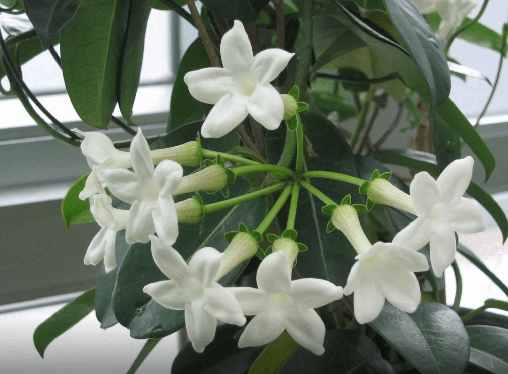 Стефанотис обильноцветущий (Stephanotis floribunda)