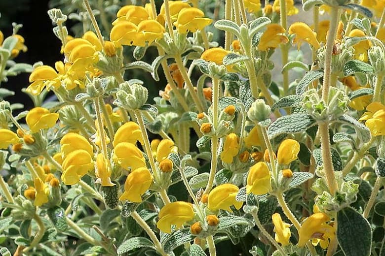 Phlomis lanata 'Pygmy' (Шерстистый иерусалимский шалфей)