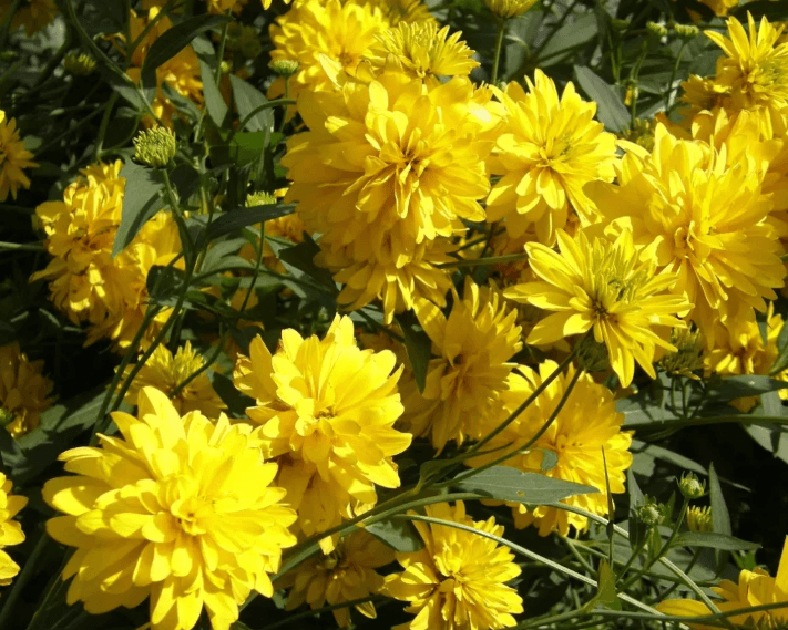 Рудбекия «Золотой шар» (Rudbeckia laciniata 'Goldball')