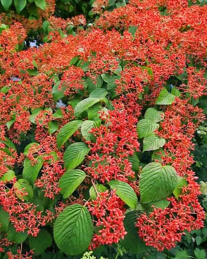 'Summer Snowflake' (Калина двулистная) 
