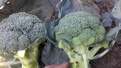 Капуста брокколи позднеспелая