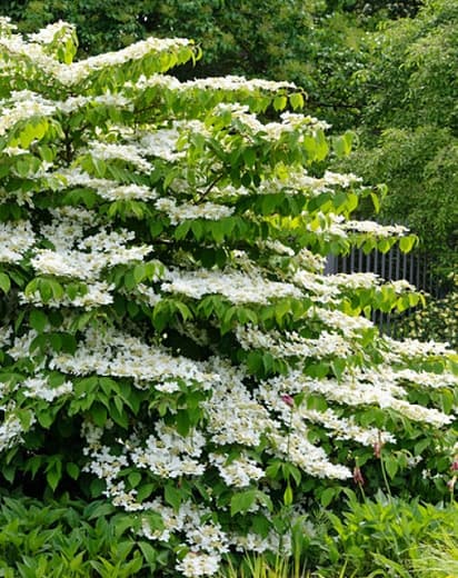 Калина plicatum f. tomentosum 'Shasta' (Калина двулистная)  