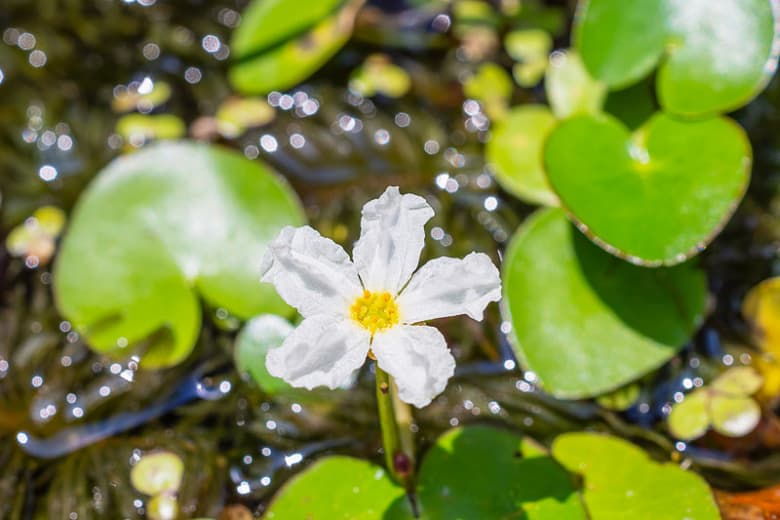 Nymphoides aquatica (Плавающее сердце)