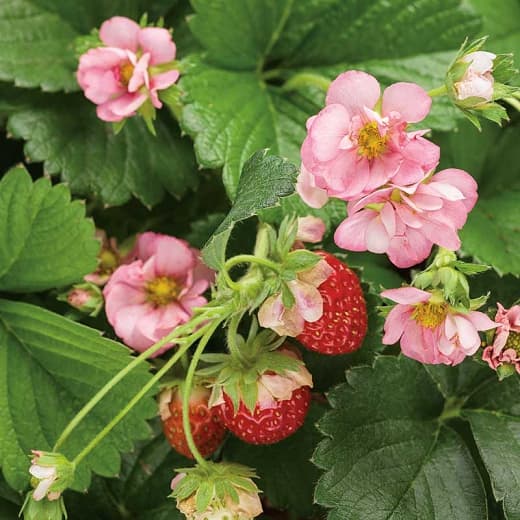 Fragaria × ananassa 'Berried Treasure Pink' (Вечнозеленая клубника)