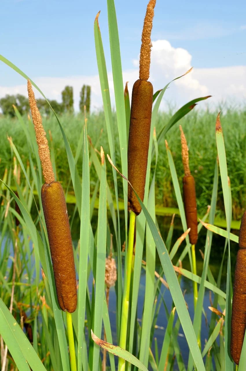 Рогоз широколистный