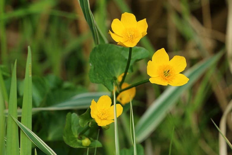 Ranunculus flammula (Малый копьеносец)