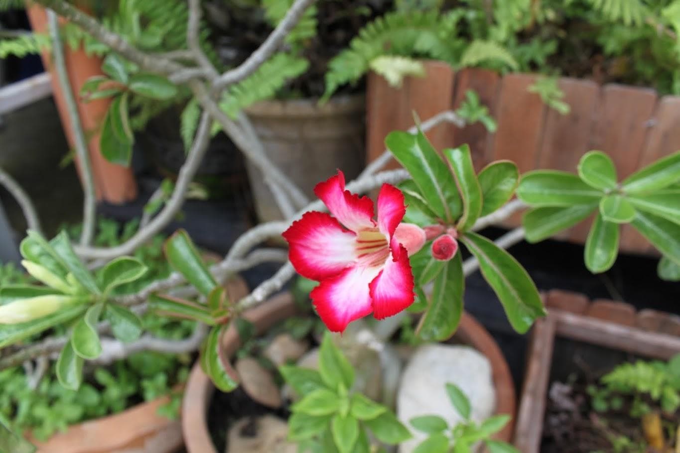 Адениум (Adenium obesum)