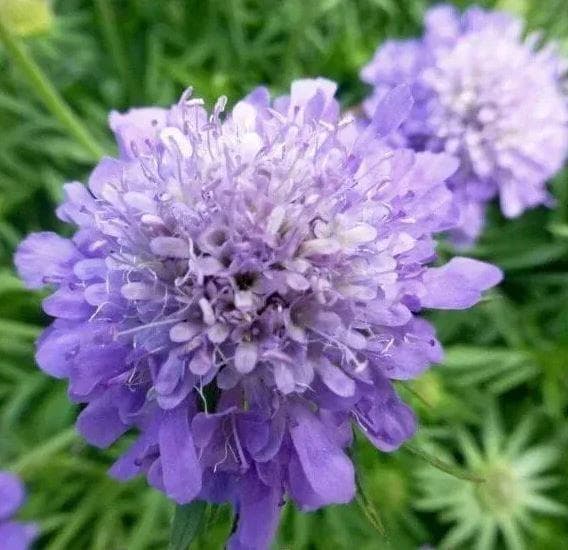Скабиоза японская (Scabiosa japonica)