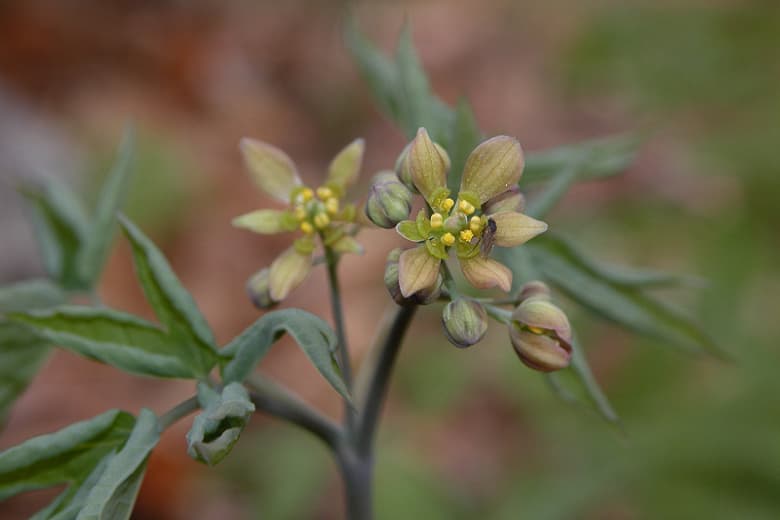 Caulophyllum thalictroides (Голубой Кохош)