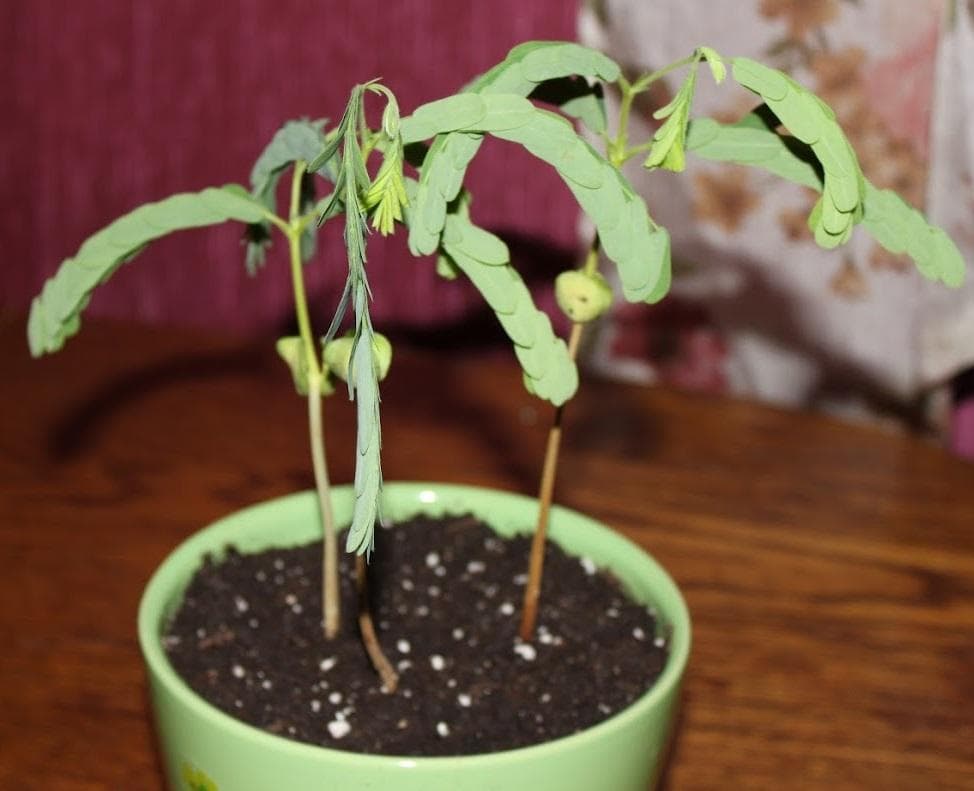 Тамаринд индийский (лат. Tamarindus indica)