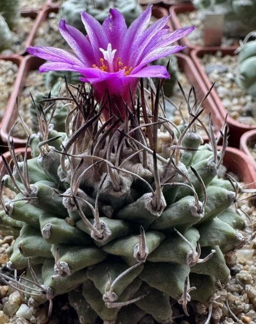 Турбиникарпус розеифлорус (розовоцветковый) -  лат.TURBINICARPUS roseiflorus