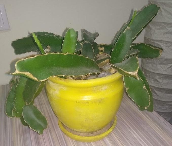 Кактус Hylocereus undatus (питахайя)