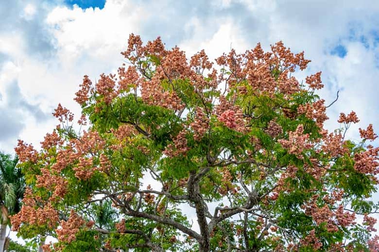 Koelreuteria bipinnata (Китайское огненное дерево)